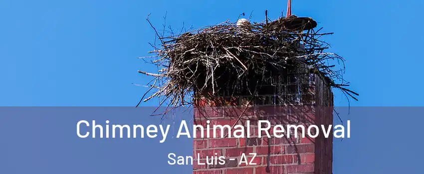 Chimney Animal Removal San Luis - AZ