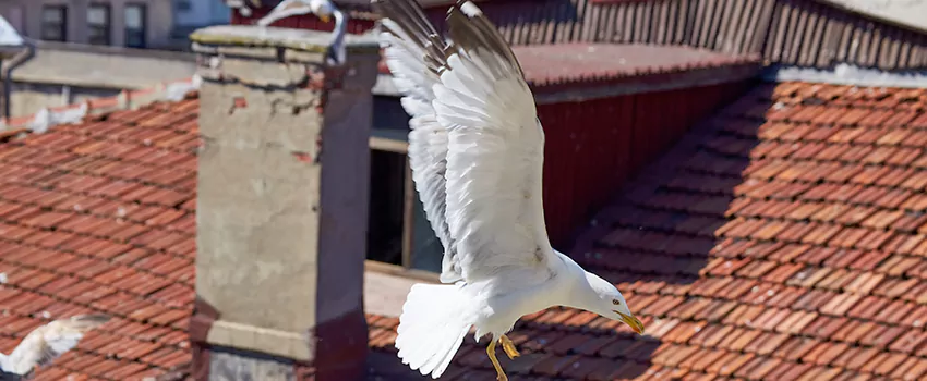 Residential Chimney Animal Removal Solution in San Luis, AZ