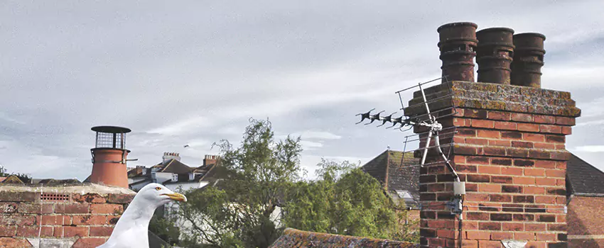 Chimney Cleaning And Restoration in San Luis, Arizona